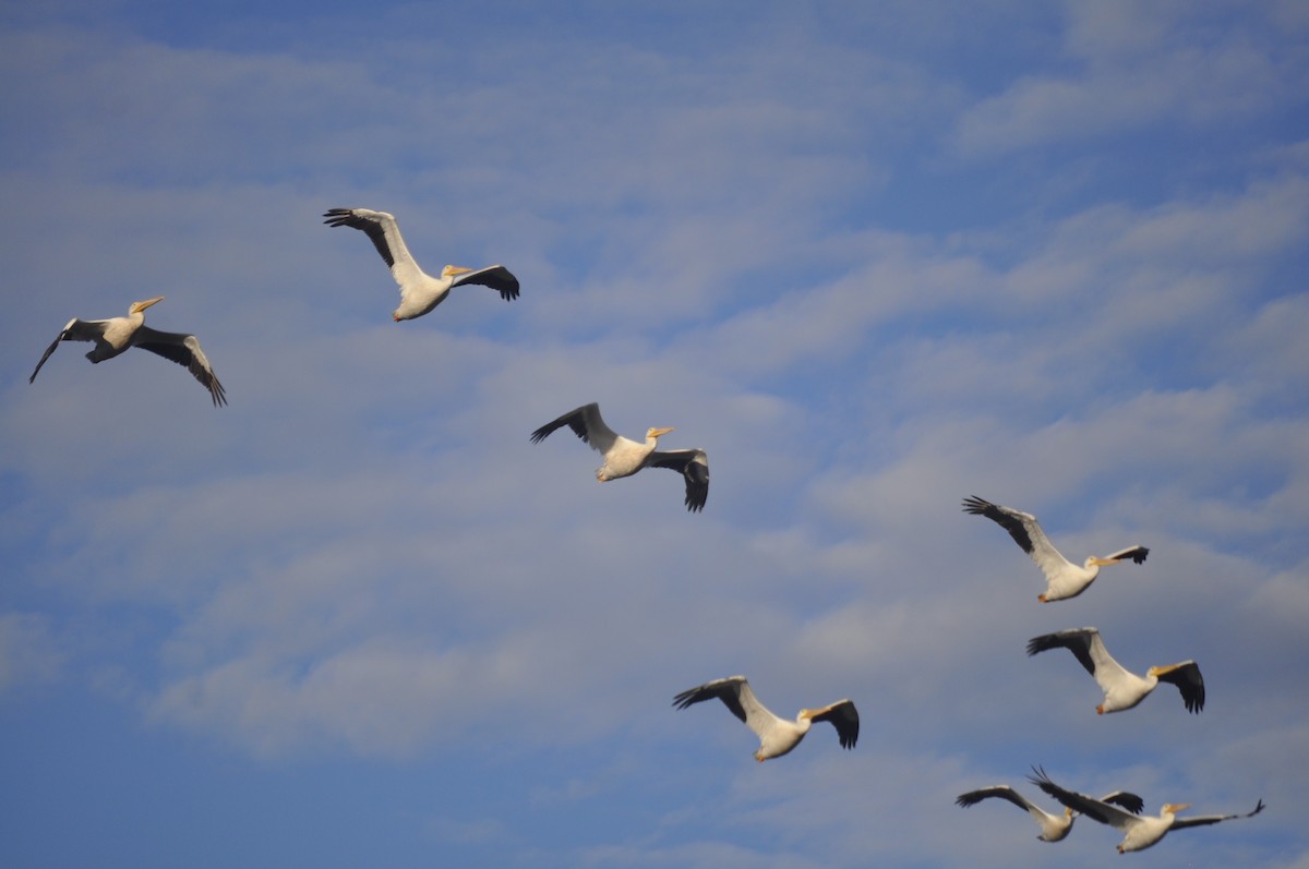 American White Pelican - ML643408174