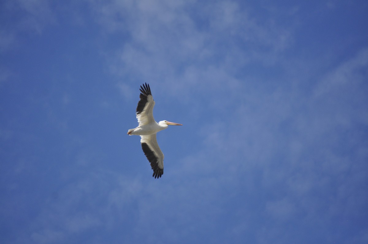 American White Pelican - ML643408175