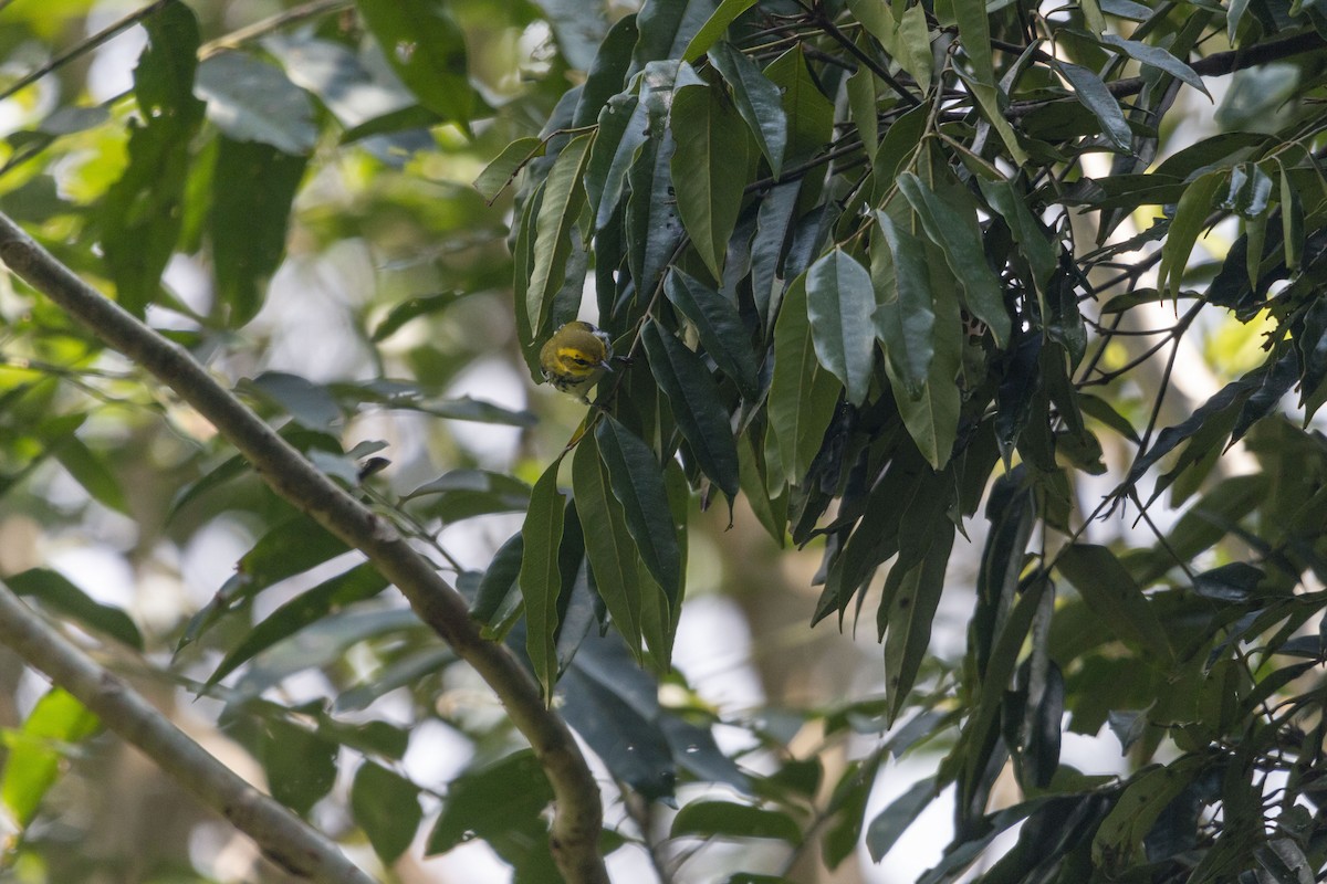 Black-throated Green Warbler - ML643408176