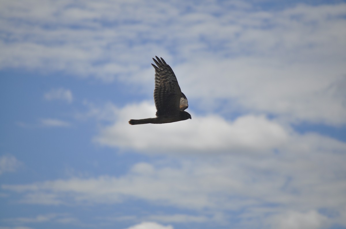 Northern Harrier - ML643408180