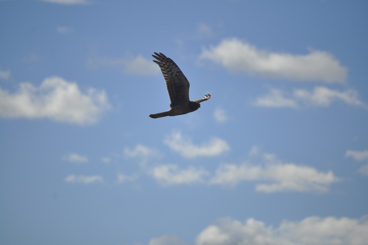 Northern Harrier - ML643408181