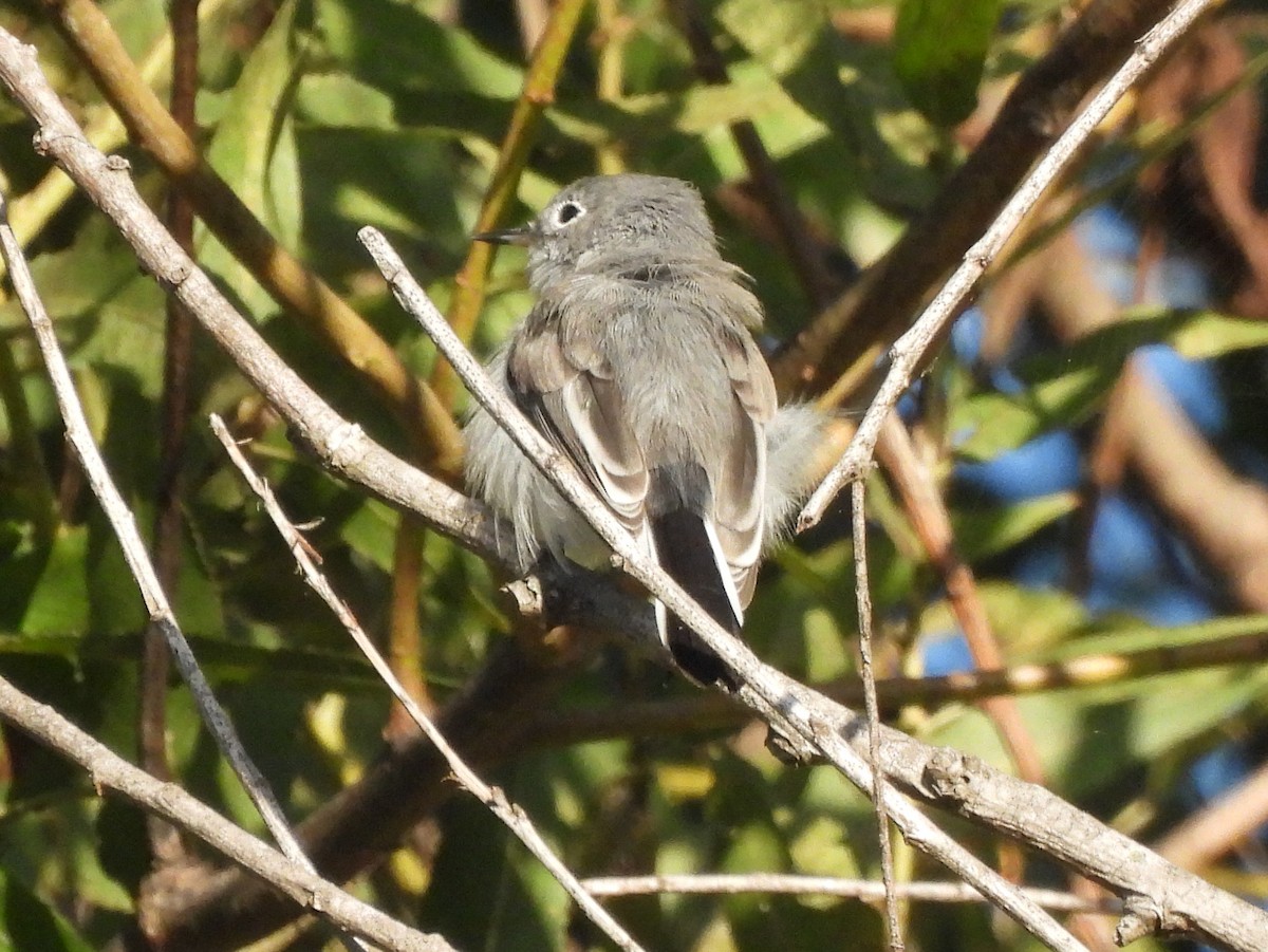 ברחשית כחלחלה - ML643408186
