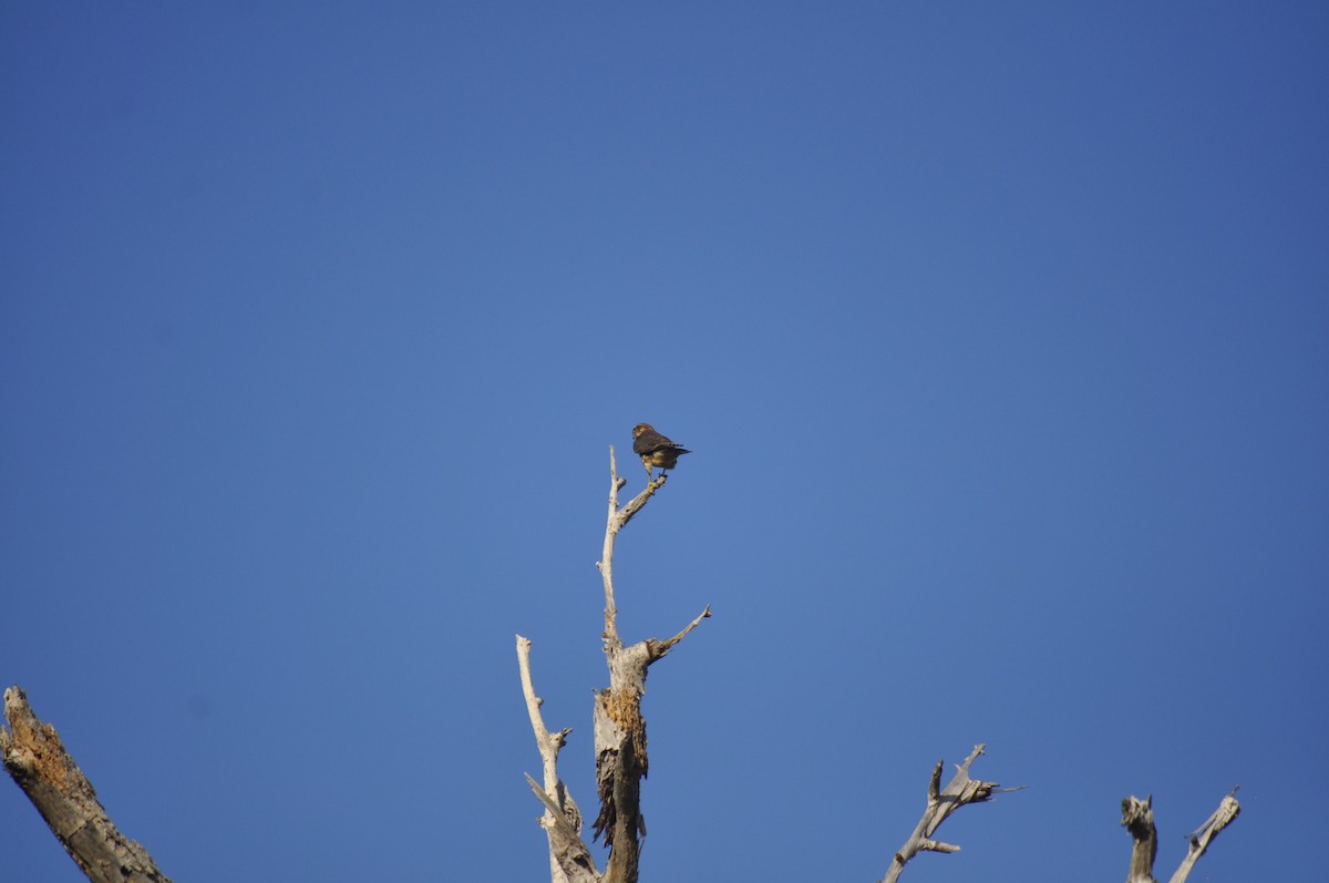 Merlin - ML643408194