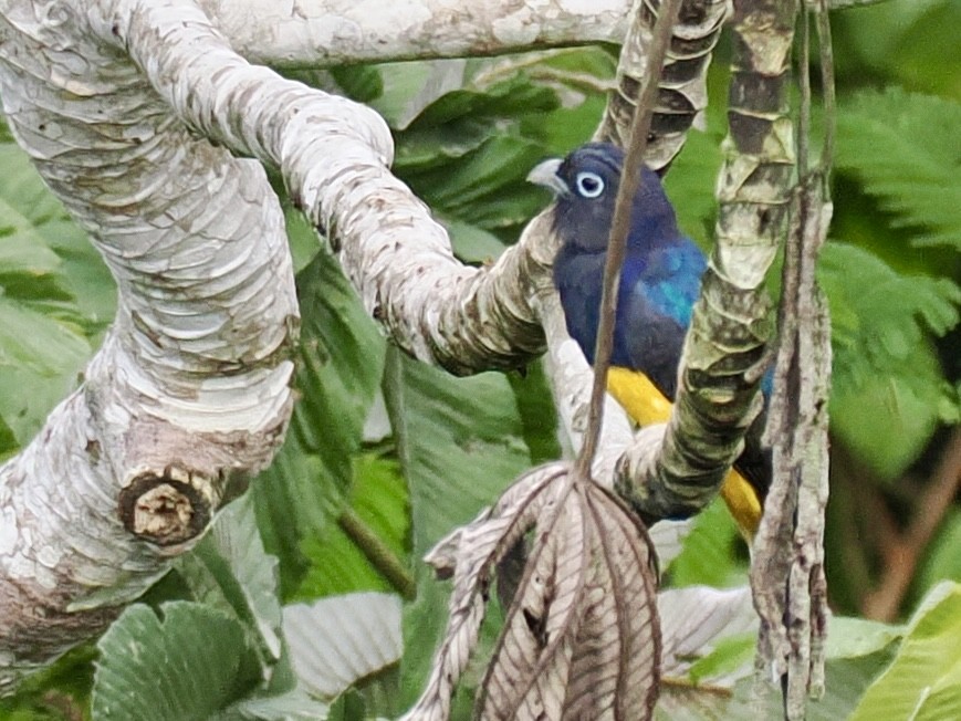 Green-backed Trogon - ML643408200