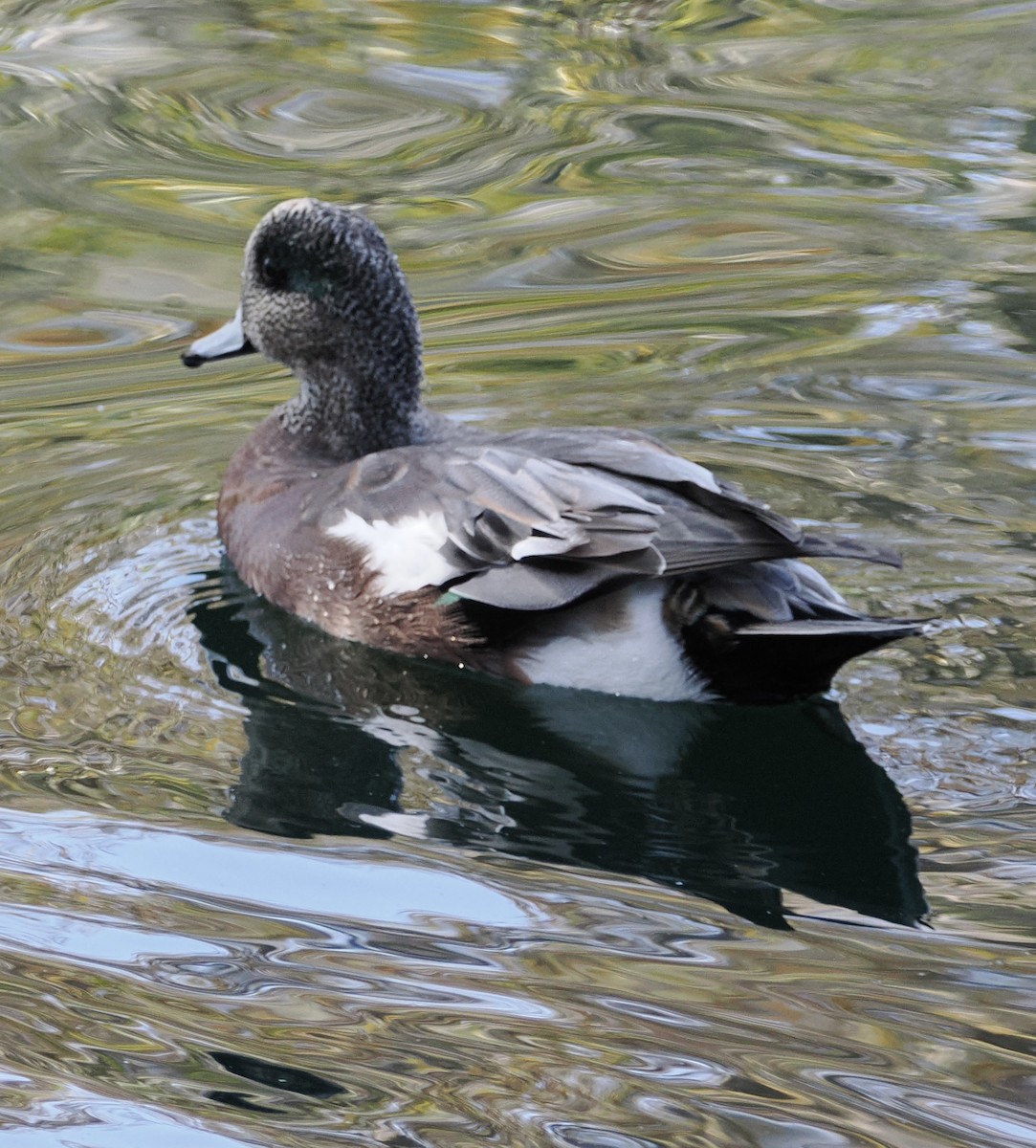 Canard d'Amérique - ML643408211