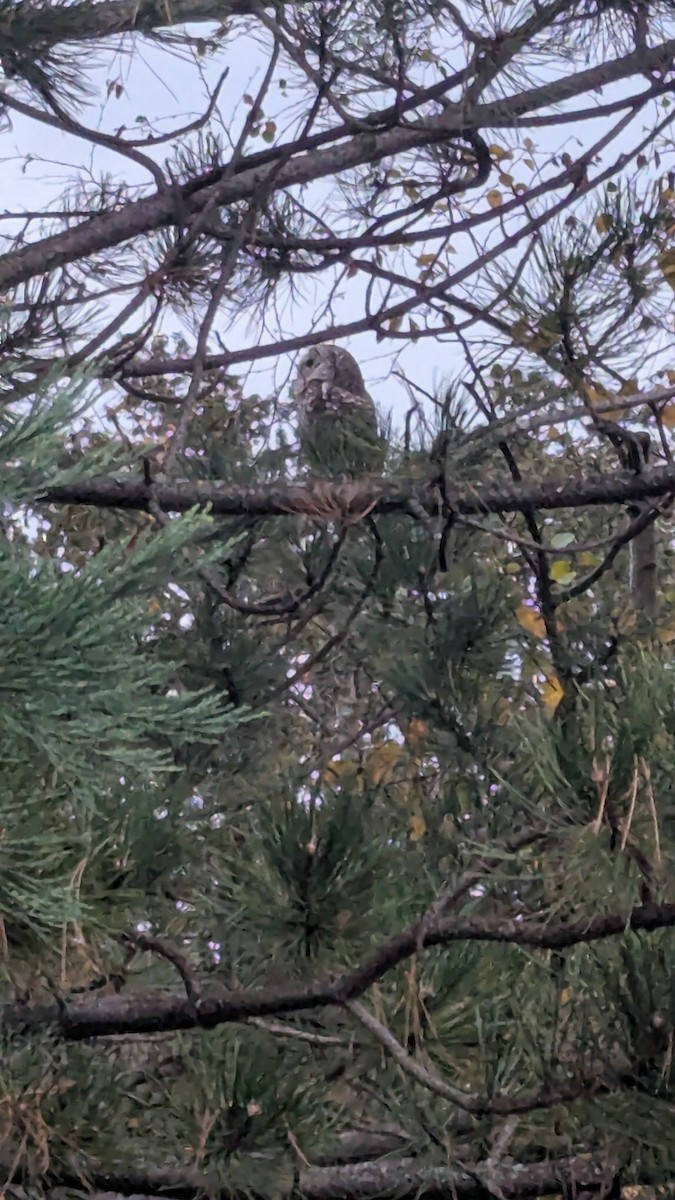 Barred Owl - ML643408229