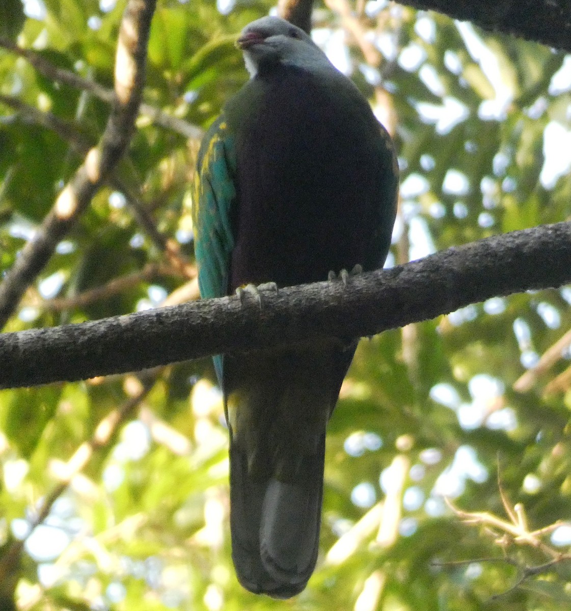 Wompoo Fruit-Dove - ML643408250