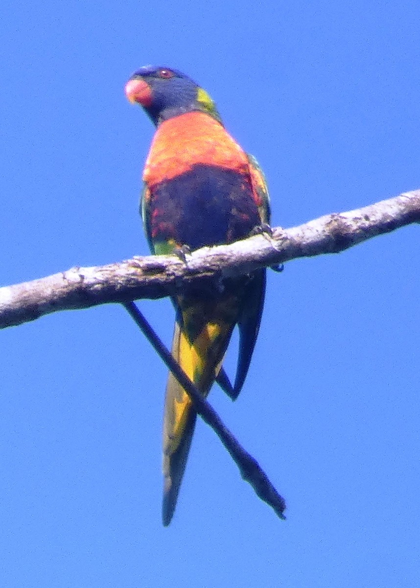 Rainbow Lorikeet - ML643408261