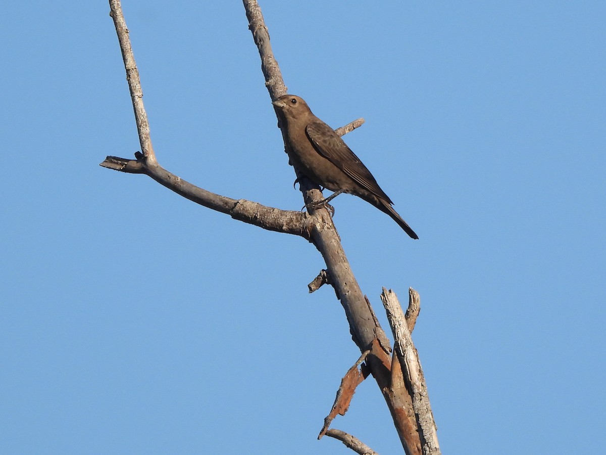 Brown-headed Cowbird - ML643408272