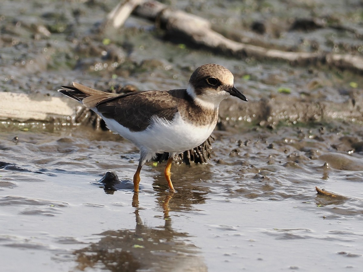 Little Ringed Plover - ML643408274