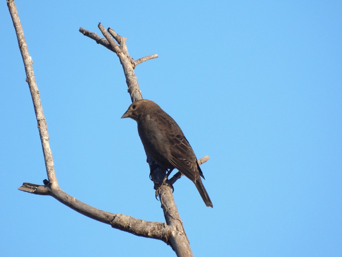 Brown-headed Cowbird - ML643408282