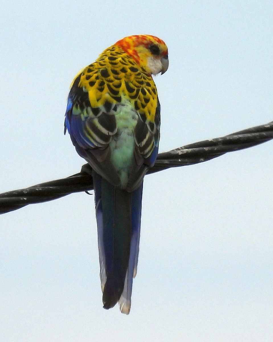 rosela pestrá x žlutohlavá (hybrid) - ML643408291