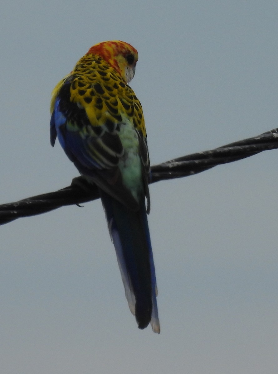 rosela pestrá x žlutohlavá (hybrid) - ML643408303