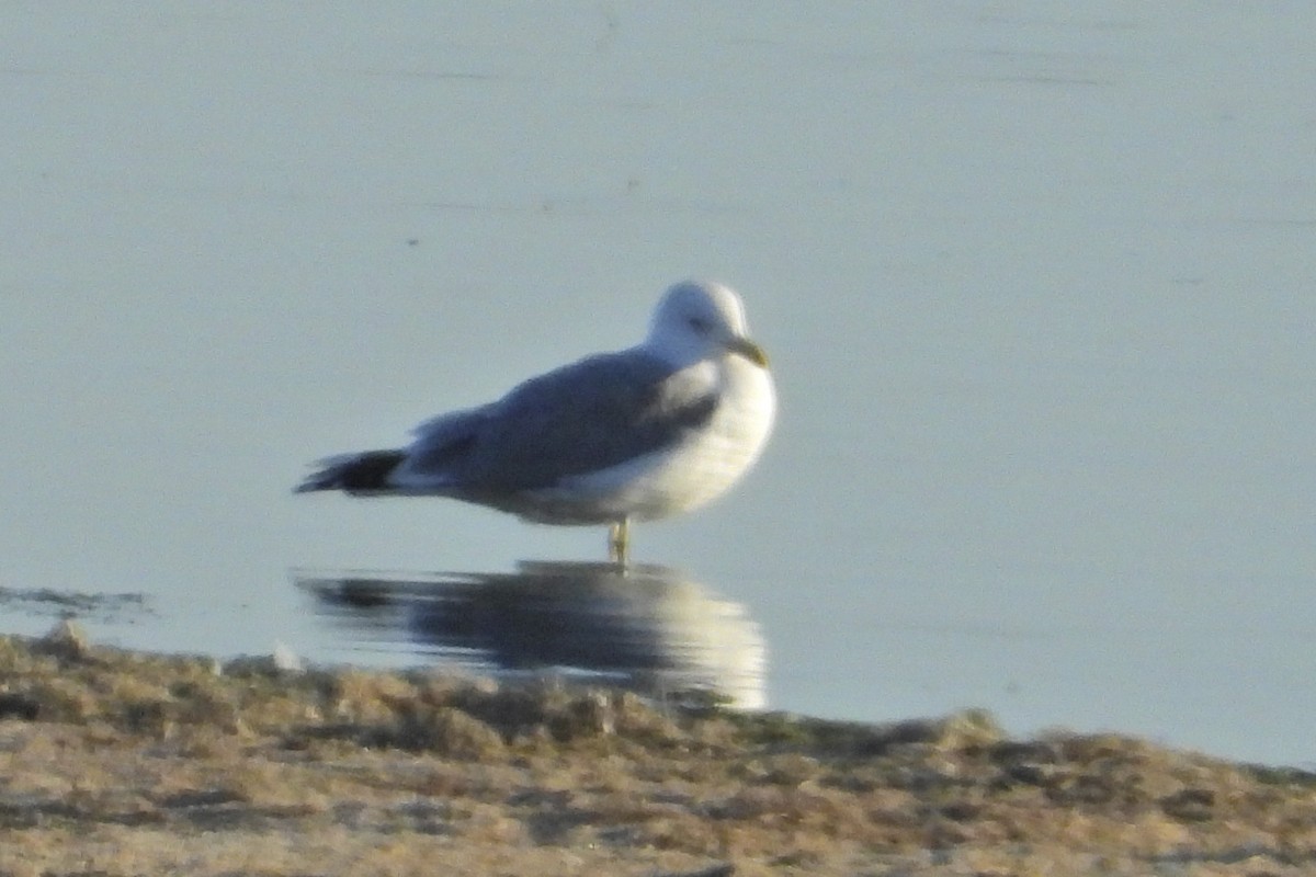 Common Gull - ML643408314