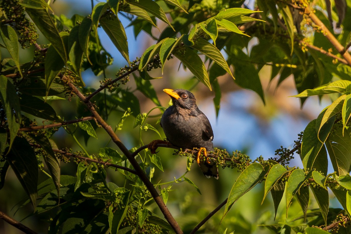 Great Myna - ML643408322