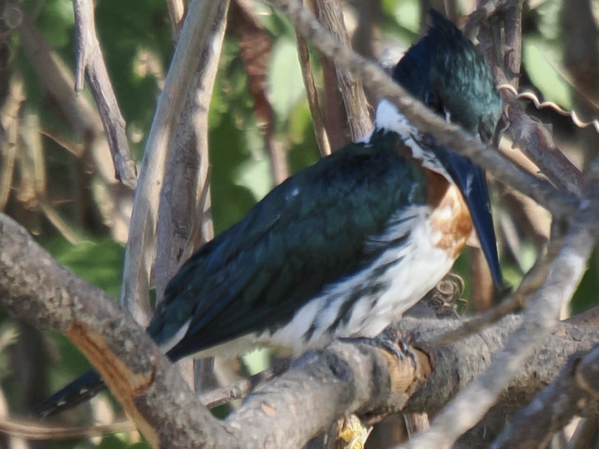 Amazon Kingfisher - ML643408347