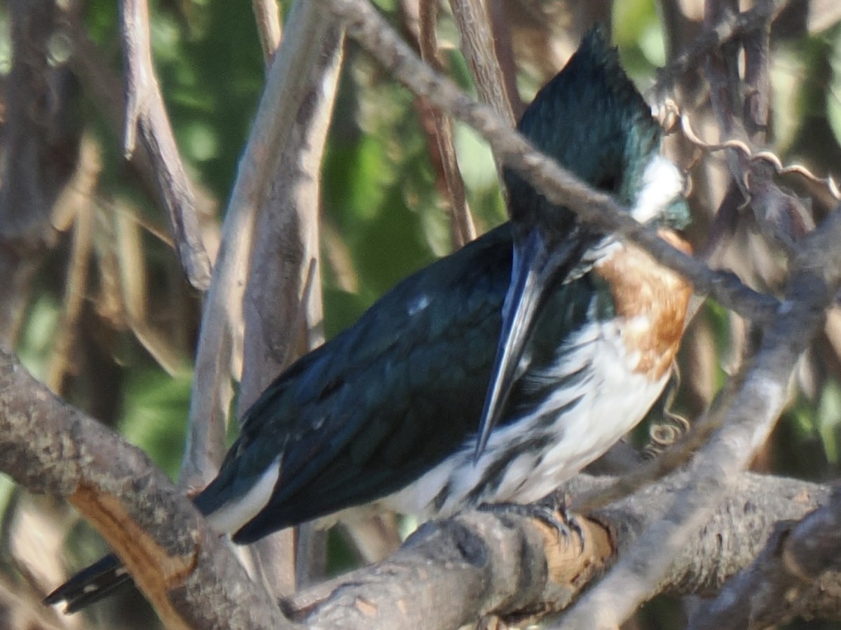 Amazon Kingfisher - ML643408349