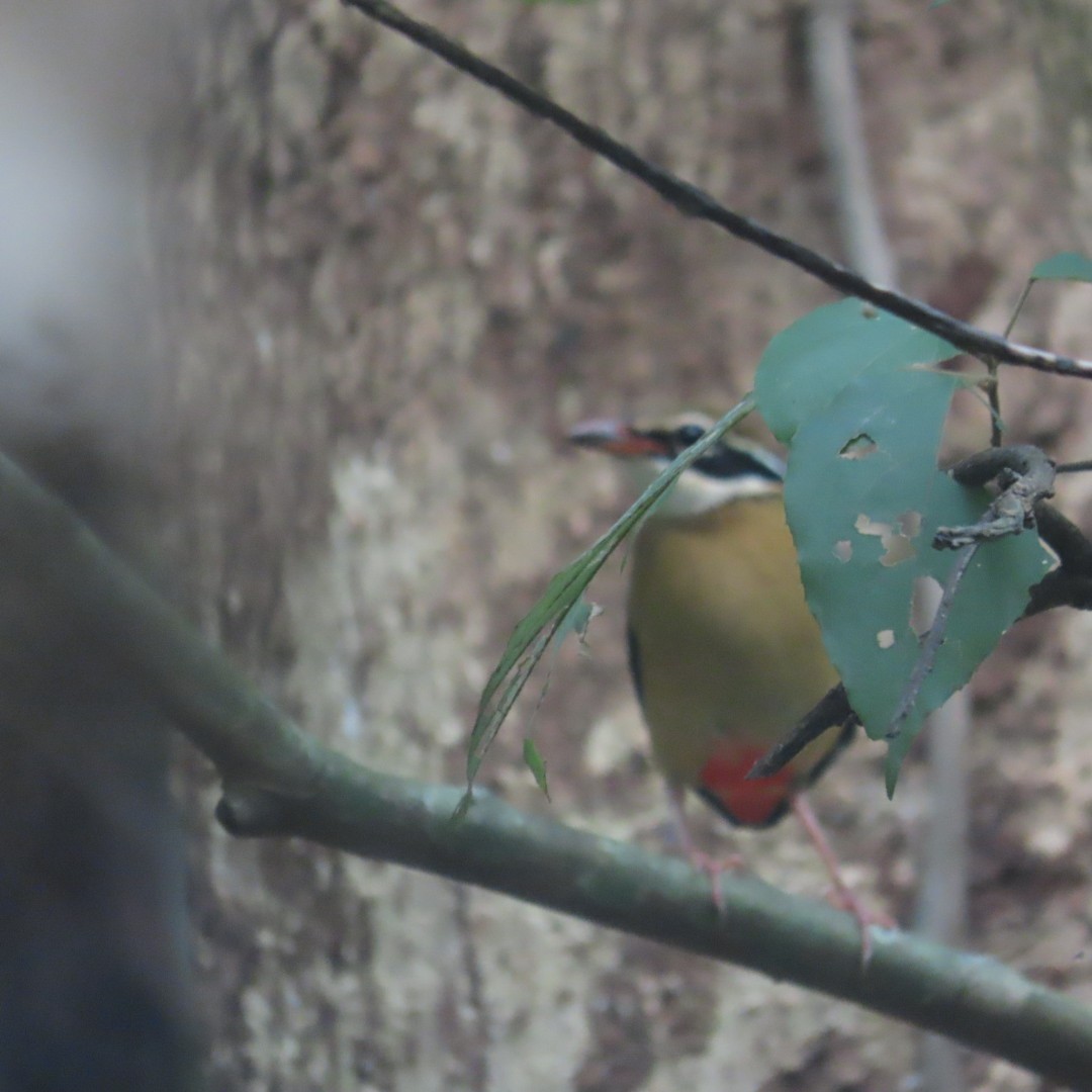 Indian Pitta - ML643408351