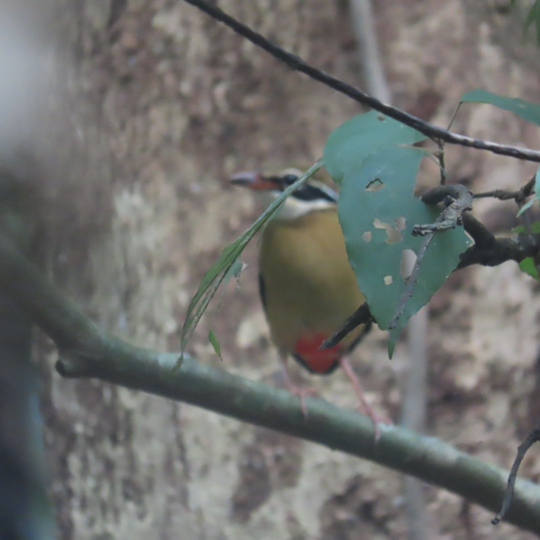 Indian Pitta - ML643408352