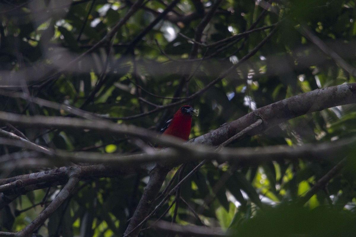 Piranga bifascié - ML643408354