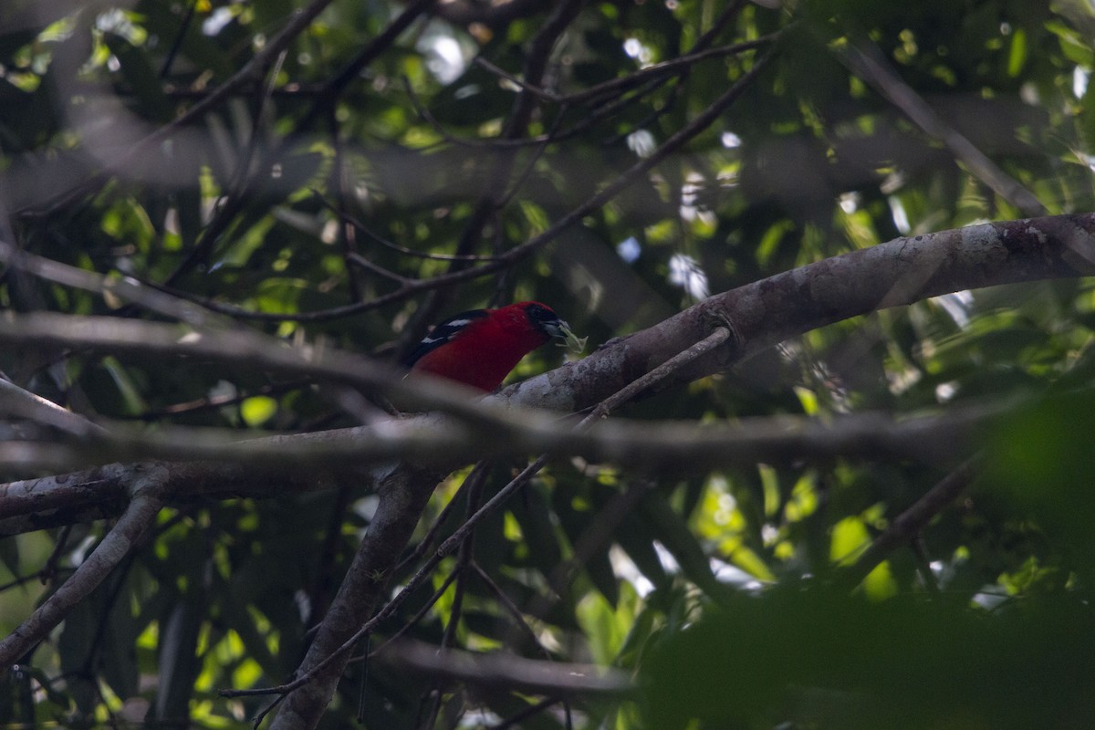 Piranga bifascié - ML643408355
