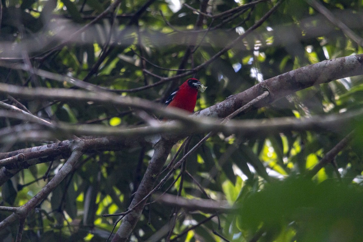 Piranga bifascié - ML643408356