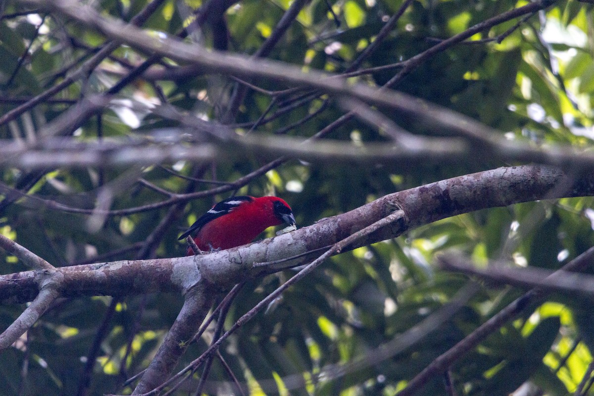 Piranga bifascié - ML643408358
