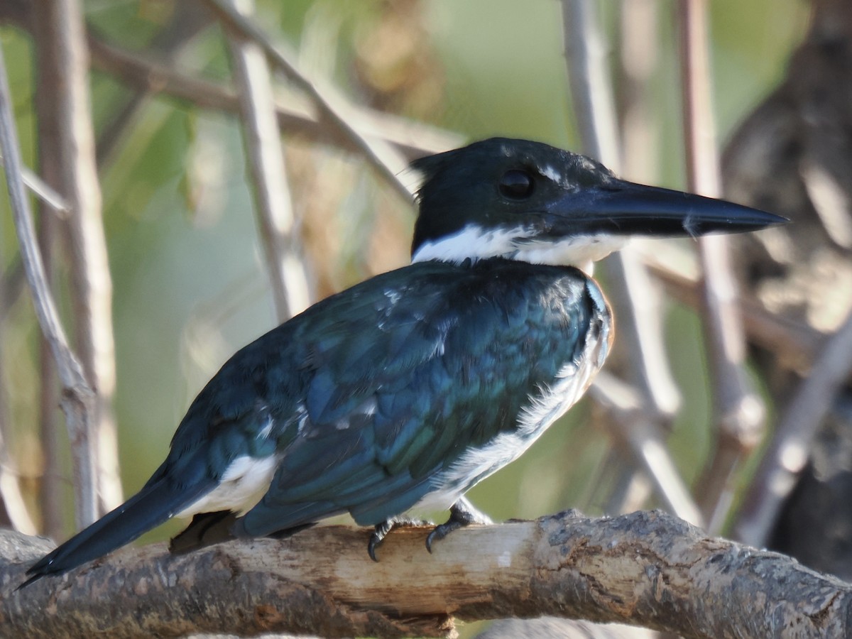 Amazon Kingfisher - ML643408364
