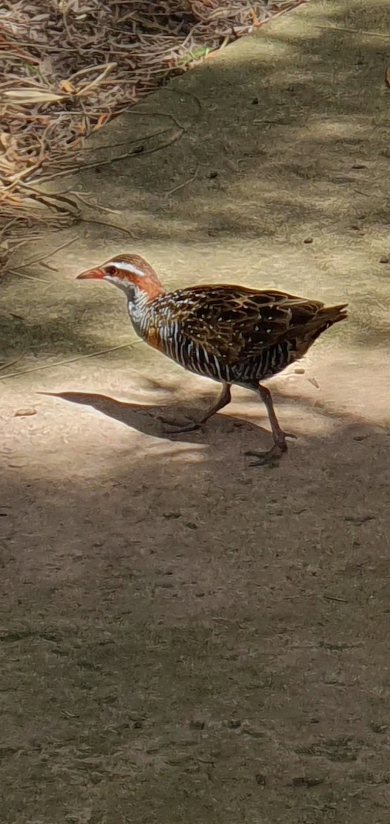 Buff-banded Rail - ML643408366