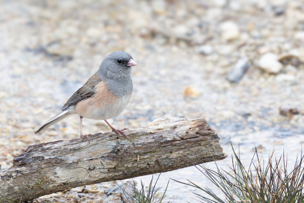 Dark-eyed Junco - ML643408378