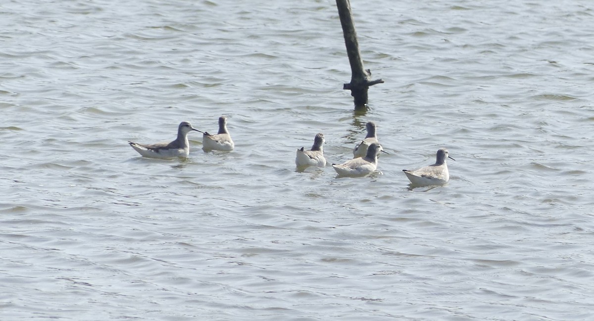 Phalarope de Wilson - ML643408405