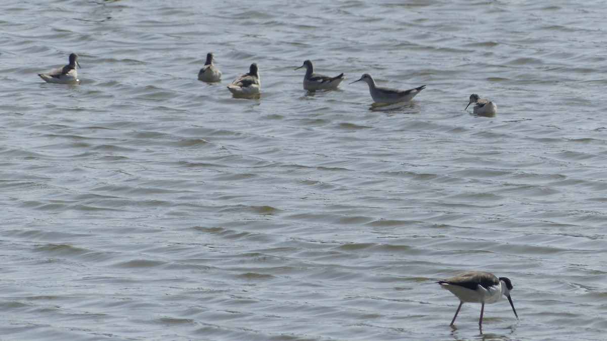 Phalarope de Wilson - ML643408406