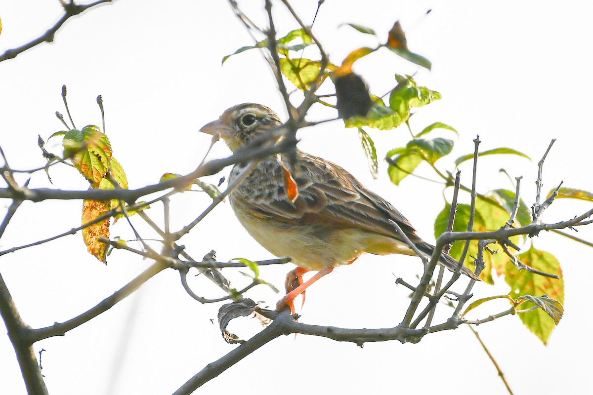 Indian Bushlark - ML643408423