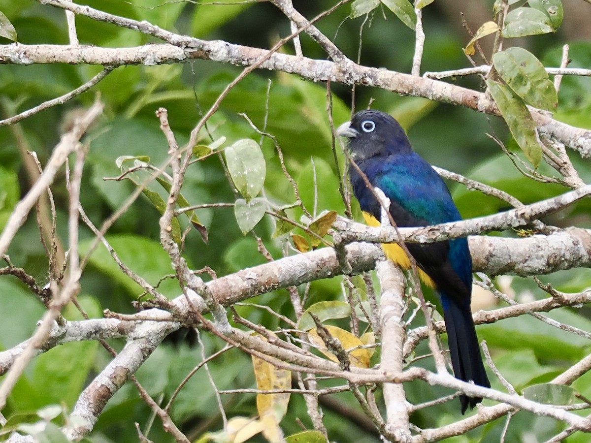 Green-backed Trogon - ML643408434