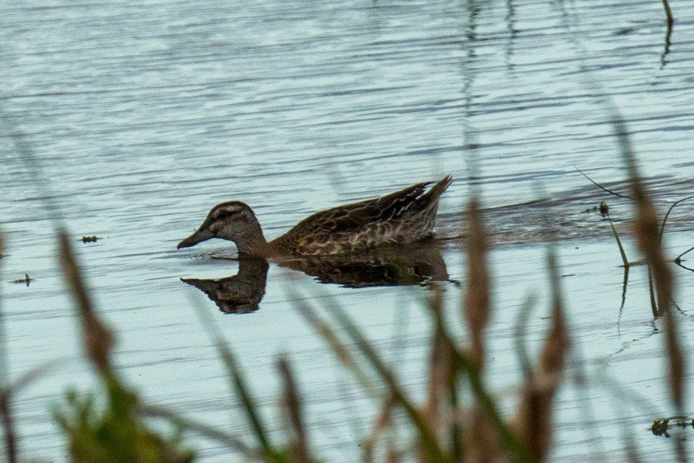 Garganey - ML643408439