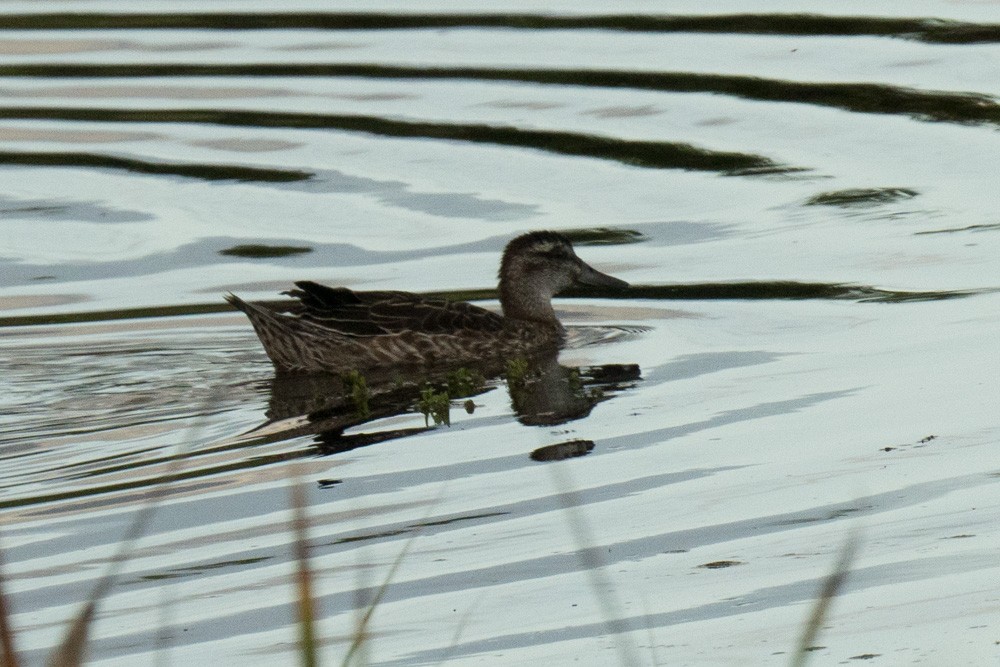 Garganey - ML643408440