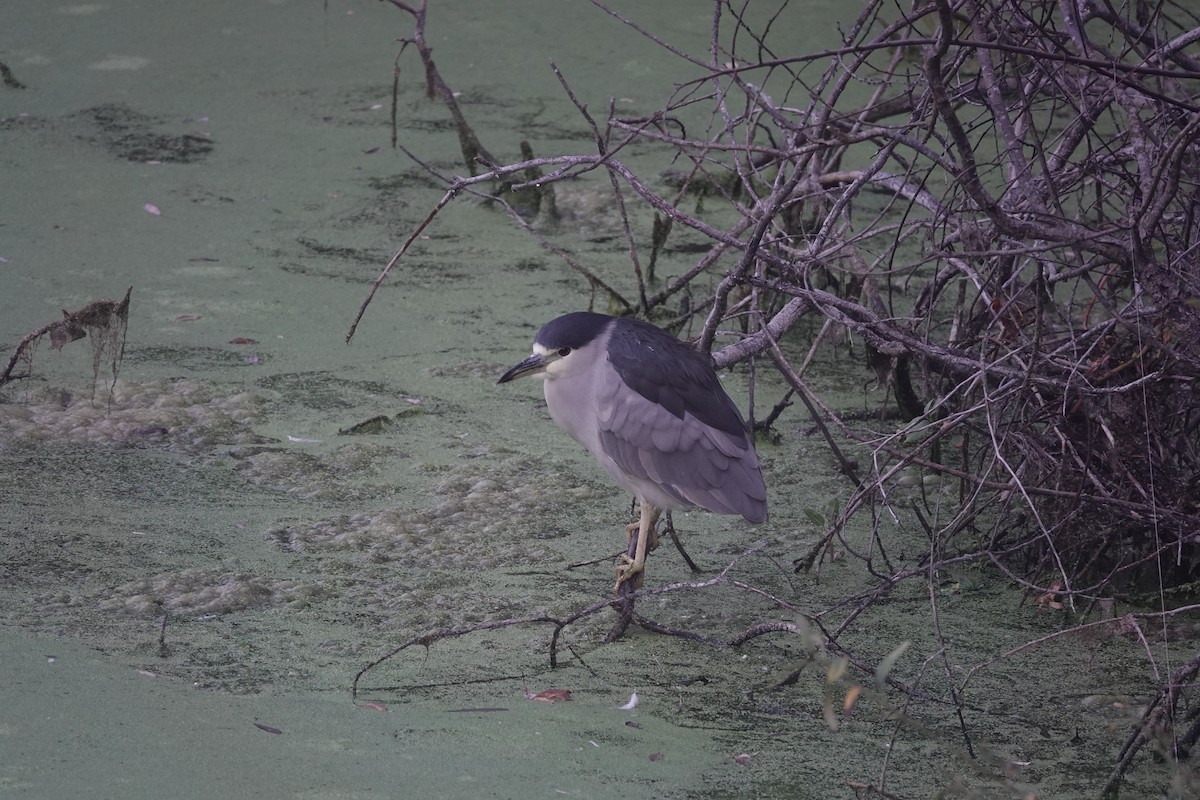 Black-crowned Night Heron - ML643408441