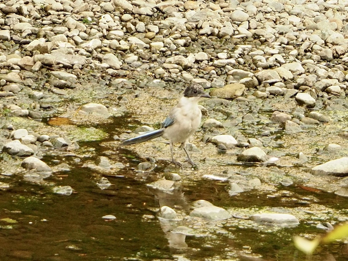 Azure-winged Magpie - ML643408449