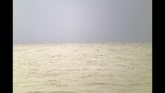 Short-tailed Shearwater - ML643408453