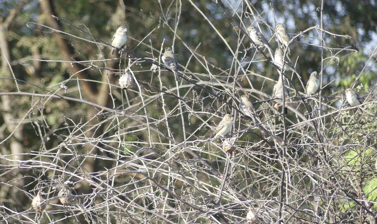 Parrot-billed Seedeater - ML643408466