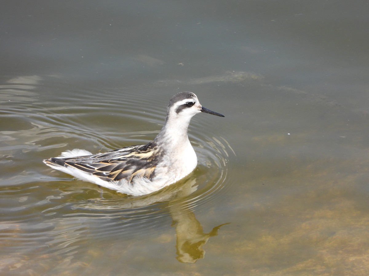 Red-necked Phalarope - ML643408479