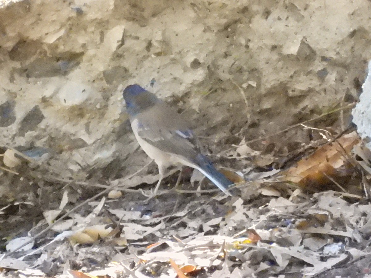 Dark-eyed Junco - ML643408483