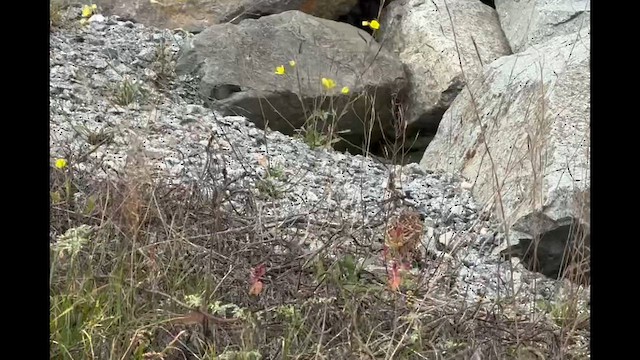 Буулгат хөмрөг - ML643408500