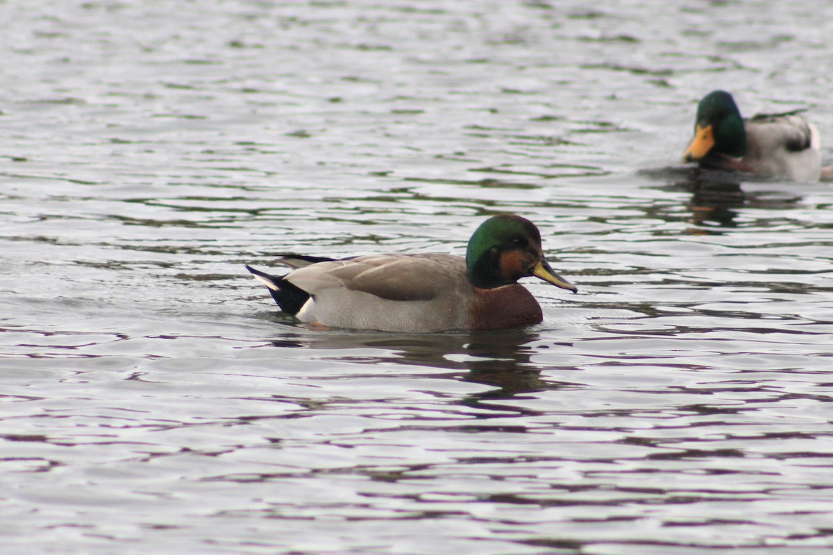 Gadwall x Mallard (hybrid) - ML643408520
