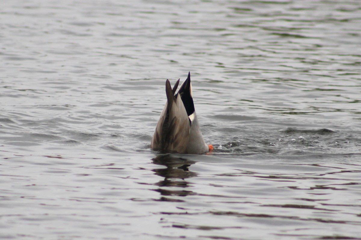 Gadwall x Mallard (hybrid) - ML643408521