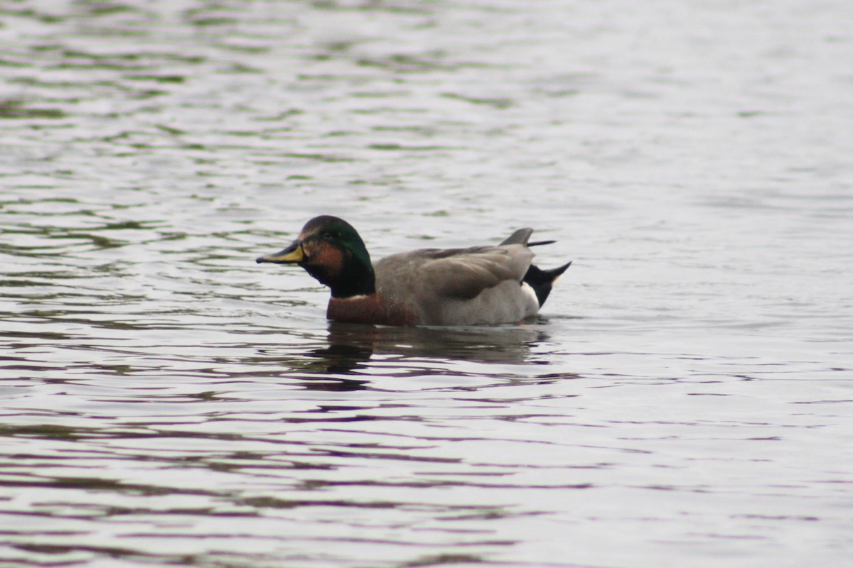 Gadwall x Mallard (hybrid) - ML643408522