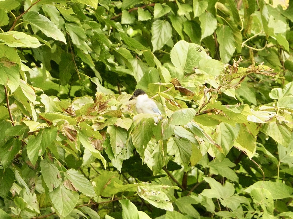 Azure-winged Magpie - ML643408534