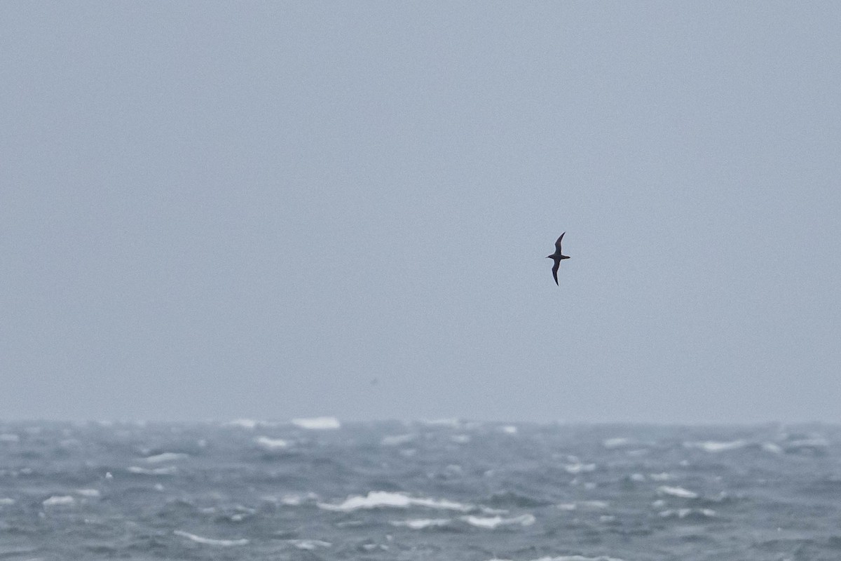 Sooty Shearwater - ML643408555