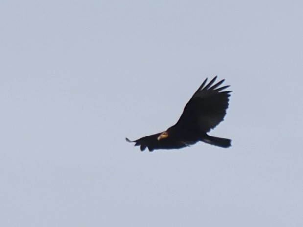 Greater Yellow-headed Vulture - ML643408559
