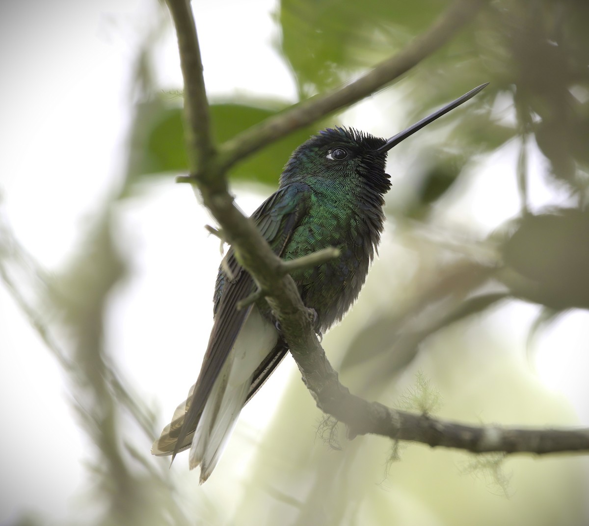 White-tailed Starfrontlet - ML643408565